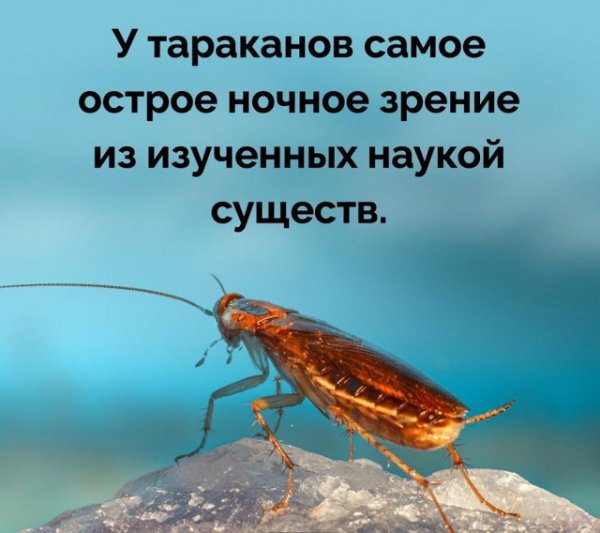 Тараканы