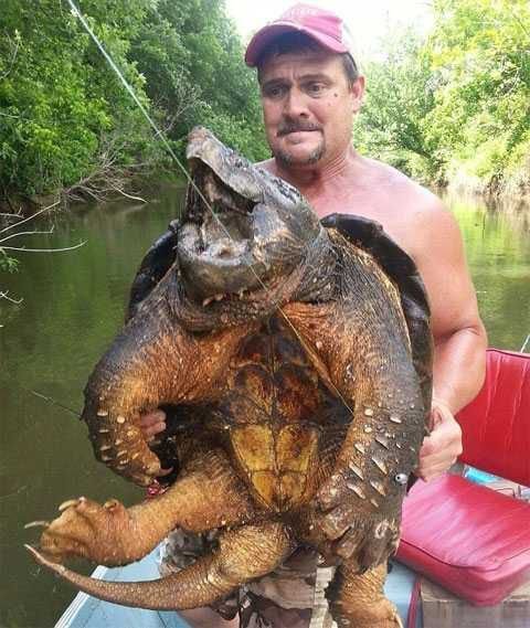 дОИСТОРИЧЕСКАЯ ЧЕРЕПАХА-(ВЕС-45КГ)