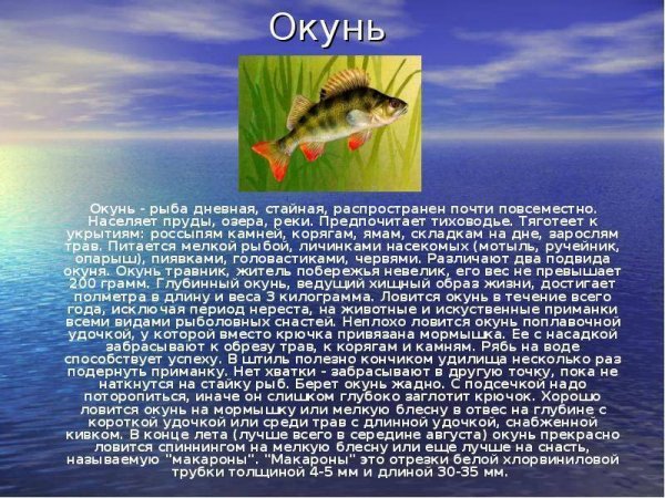 Окунь