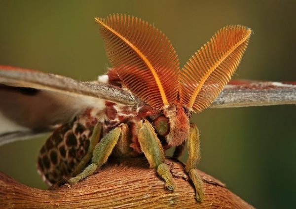 Bd60bf4994df21ebaed4c18450ea9163--amazing-photos-butterfly