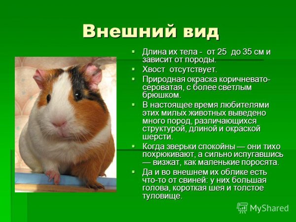 Морские свинки