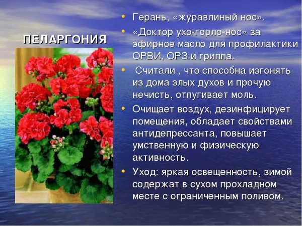 Пеларгония