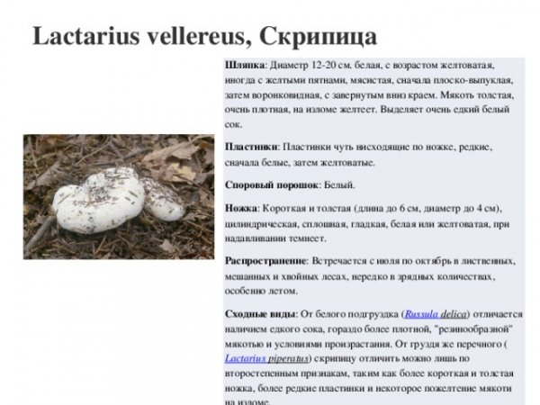 Скрипица