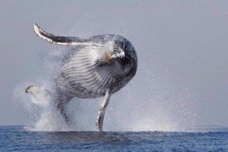picture_97590787