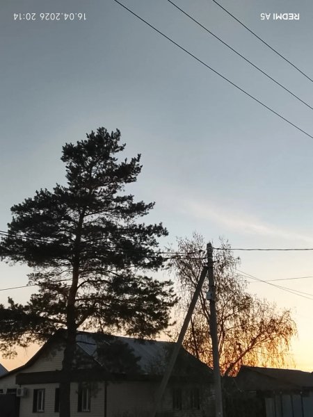 Закат среди деревьев