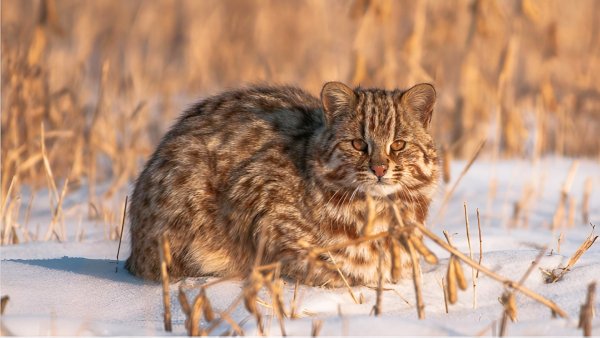 Дальневосточный Лесной Кот, (Россия)