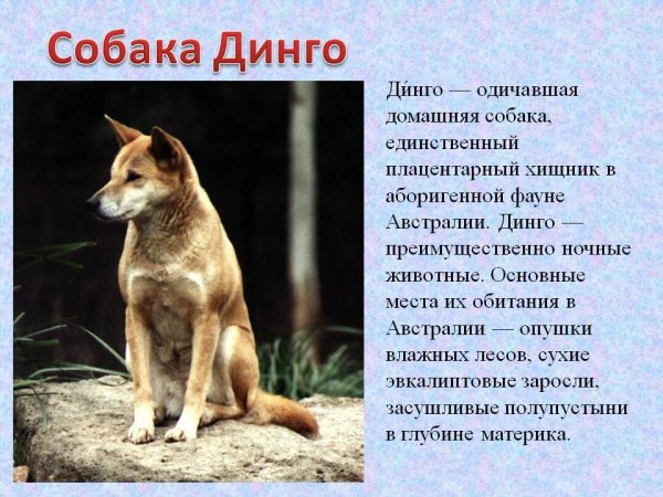 Собака Динго