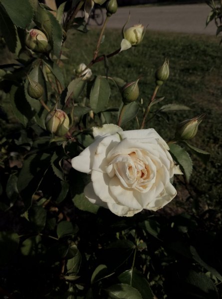 P40526-172027