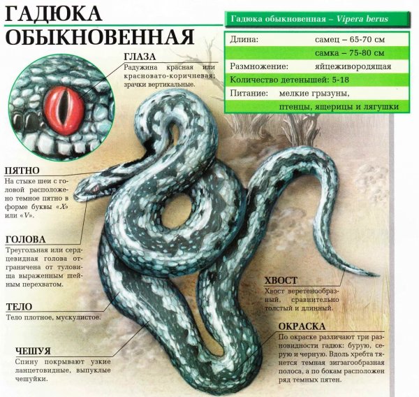 Гадюка обыкновенная