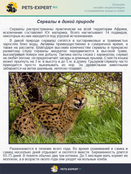Сервалы