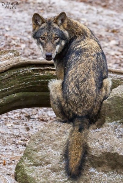 6d3ab16c2f38d9b36c677e36940ebad9