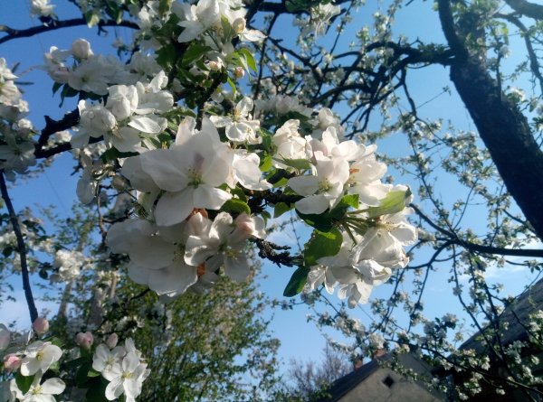 Apple trees blossoming 2024 6