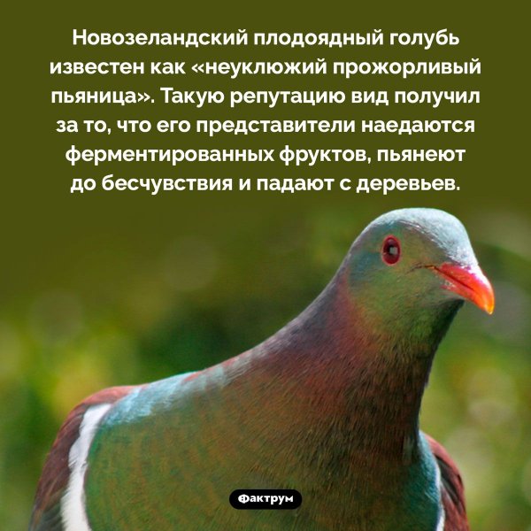 Новозеландский плодоядный голубь