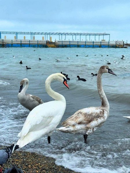 Анапа. Лебеди на галечном пляже