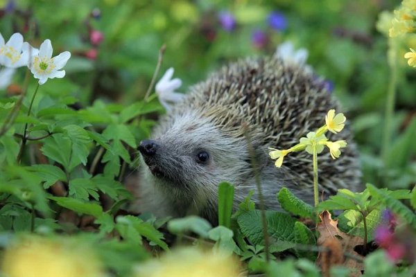 hedgehog-548335 480