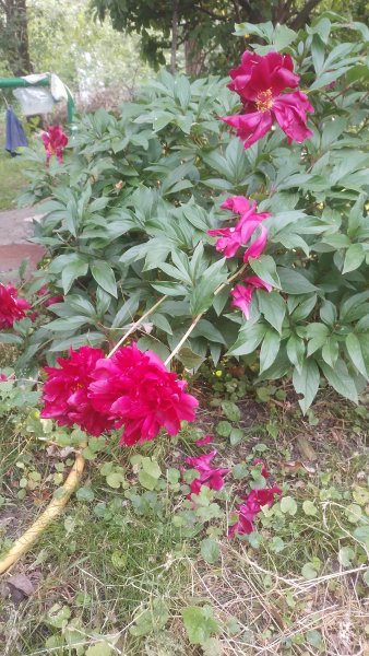 picture_414079424