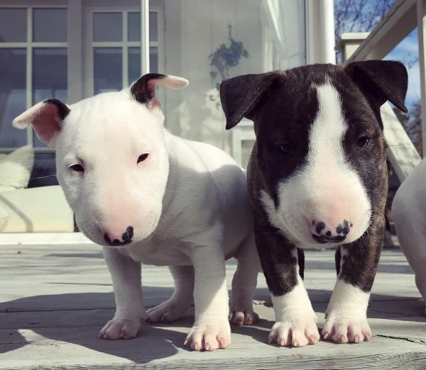 Бультерерчики!