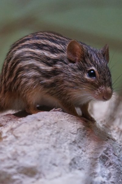 mysh polosataya gryzun 111876 800x1200