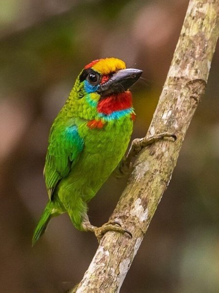 Красногорлый Барбет