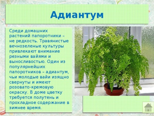 Адиантум