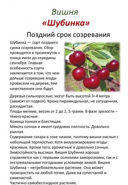 Вишня "Шубинка"