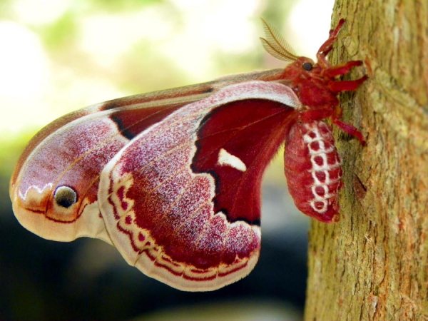 Zapovednik-babochek2