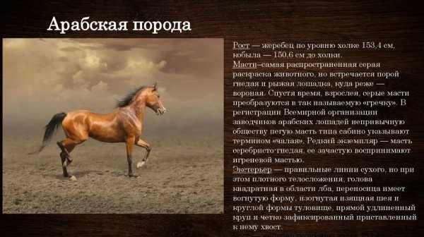 Арабская порода