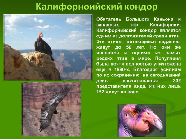 Калифорнийский кондор