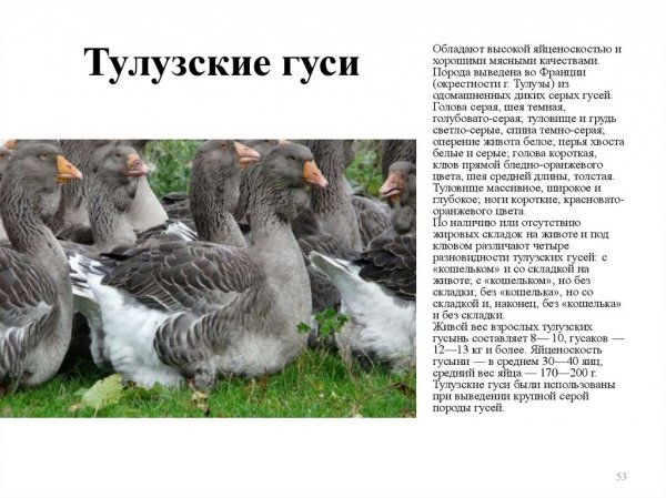 Тулузские гуси