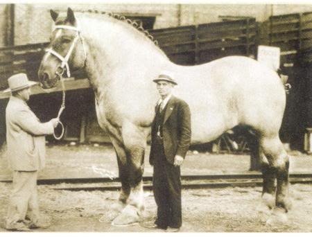 Horse 5