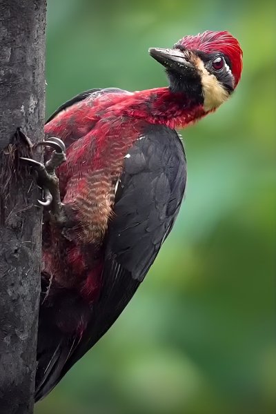 Красный Дятел