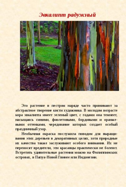 Эвкалипт радужный