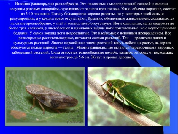 Равнокрылые