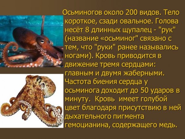 Осьминоги