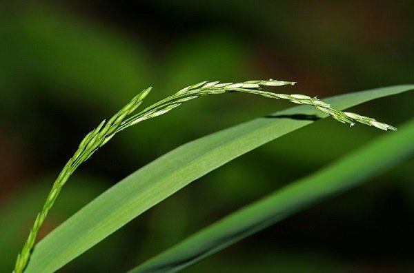 Cinna-shirokolisnaya