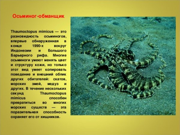 Осьминог - обманщик