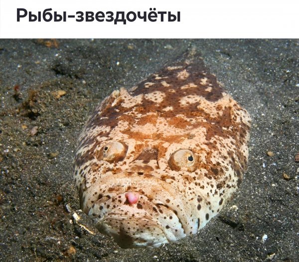 Донная рыба