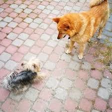 images (15)
