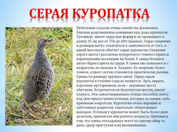 Серая куропатка