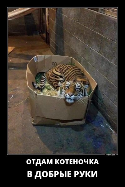 Отдам котеночка