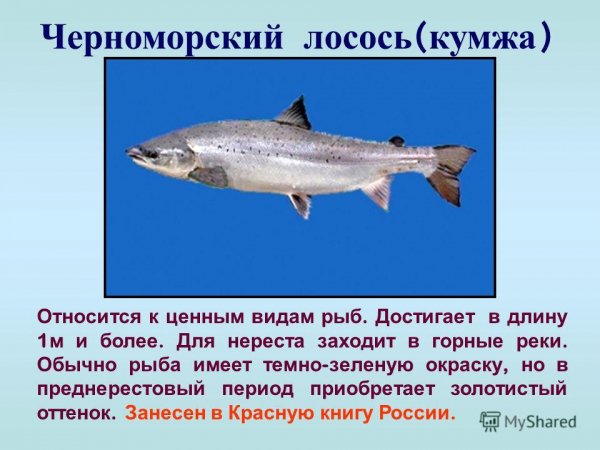Кумжа