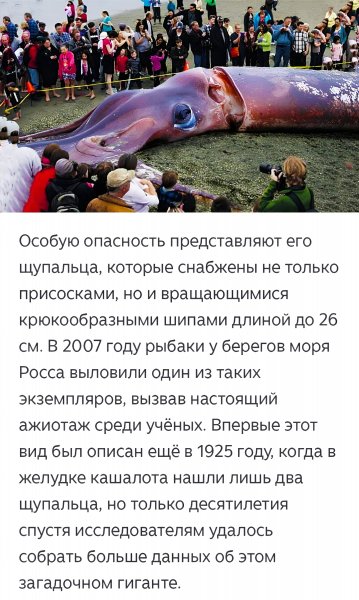Гигантский Кальмар