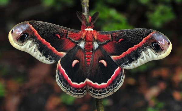 Гиалофора кекропия (Hyalophora cecropia)