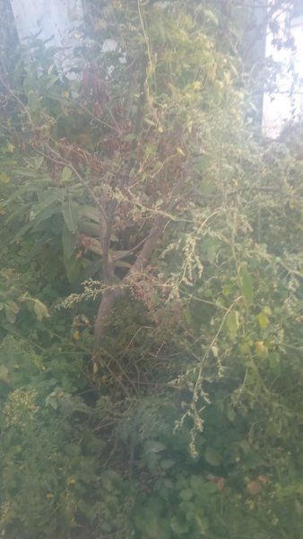IMG-20250919-WA0013