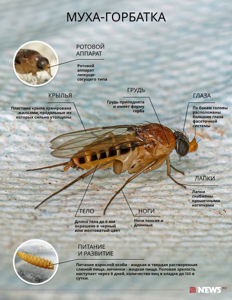 Муха - горбатка