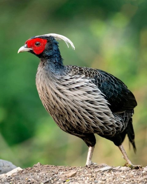 Серебряная Лофура