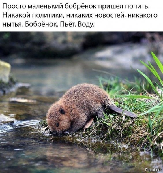 Бобрёнок)