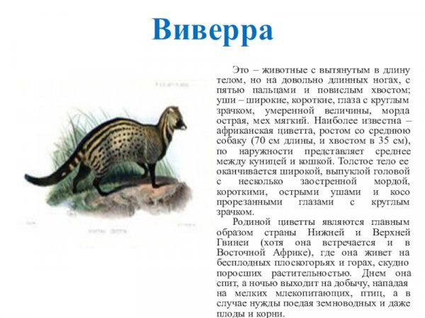 Виверра