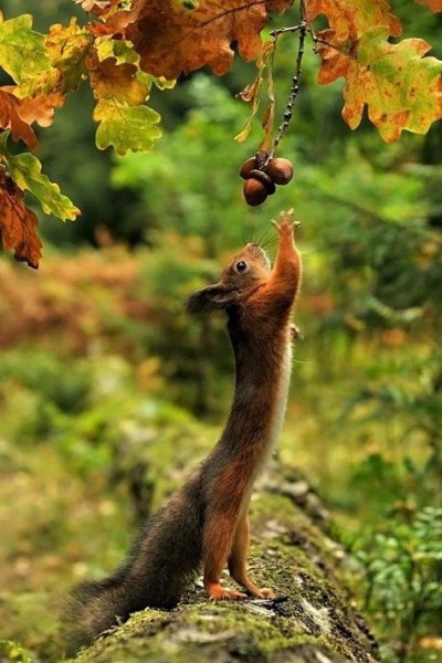 дотянуться бы!