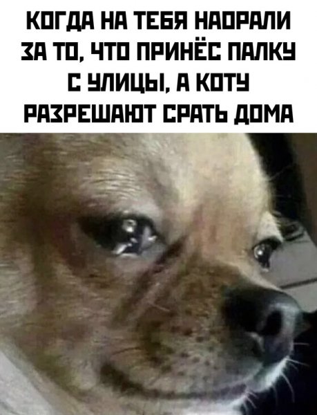 Samye-smeshnye-memy-v-bolshoj-podborke-20